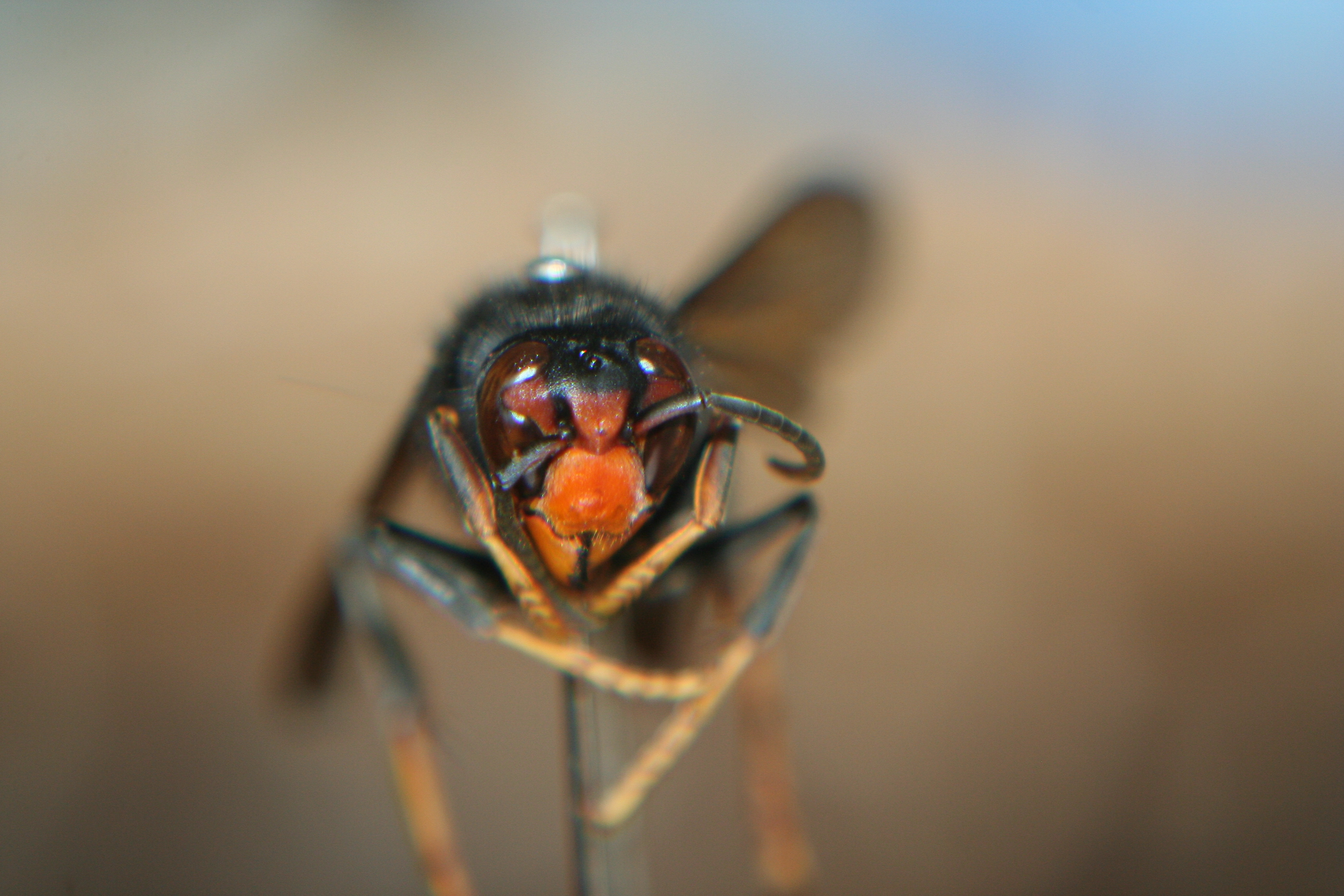 Photographie du frelon asiatique illustrant la propagation de l'espèce en France.