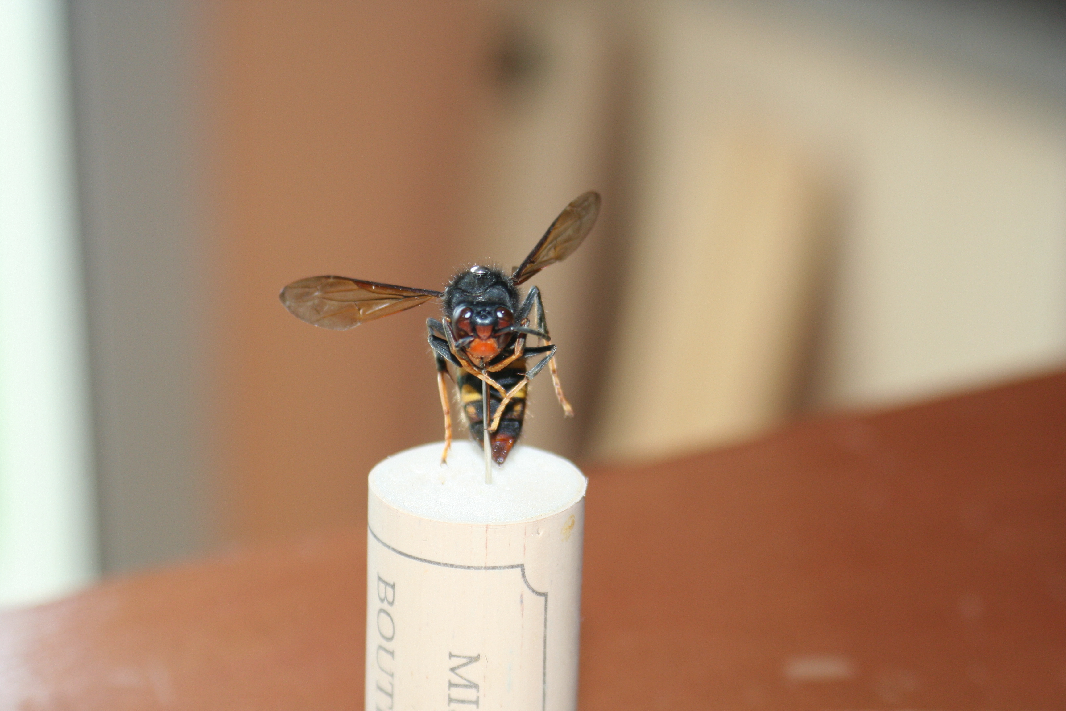 Photographie illustrant le danger que représente le frelon asiatique pour les abeilles et l'humain.