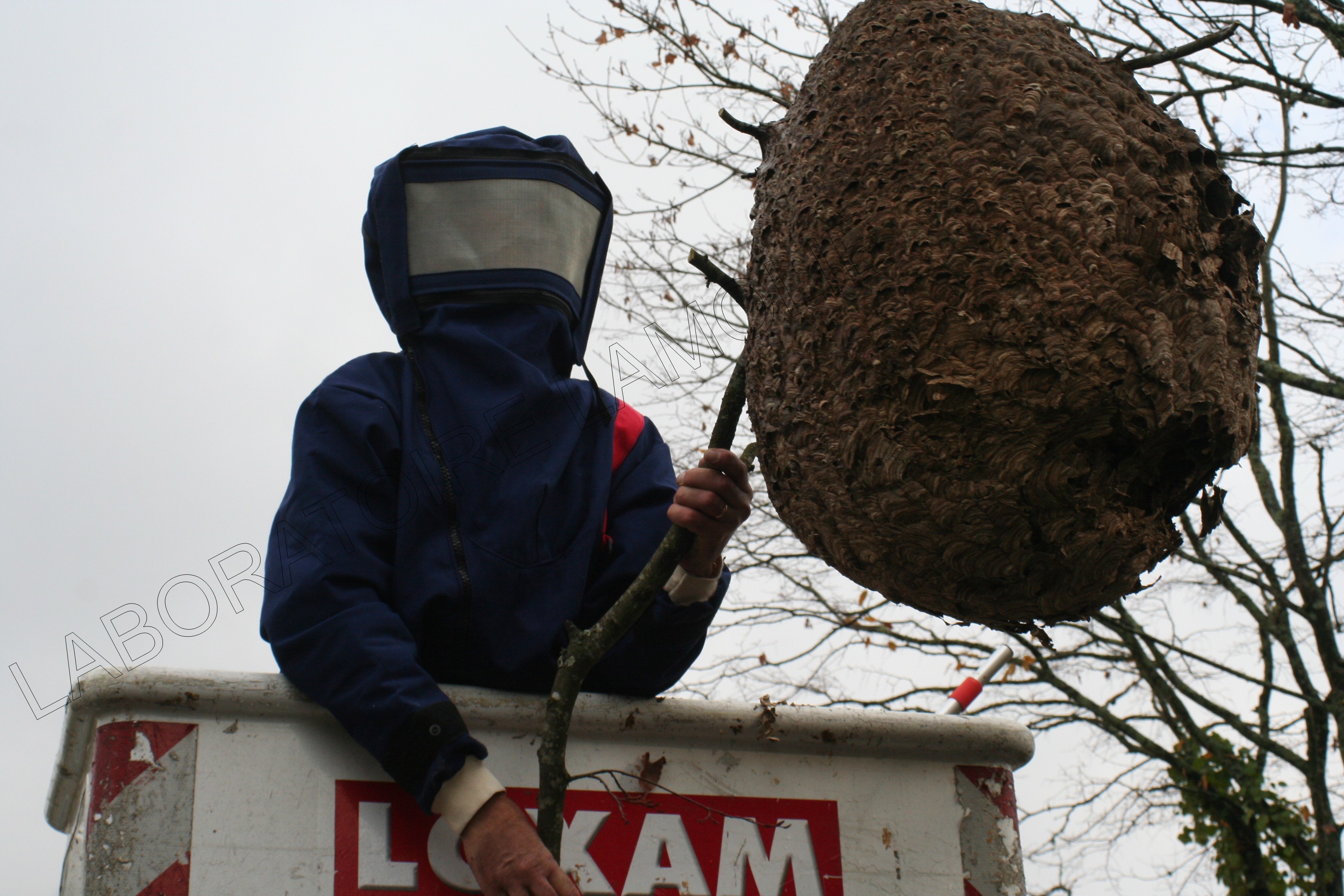 Photographie liée à la thématique des frelons asiatiques, utilisée dans la section sur l'apparition et la gestion des nids de frelons.