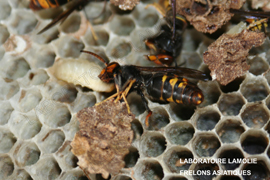 Photographie d'un nid de frelon asiatique, montrant sa taille imposante et son emplacement en hauteur.